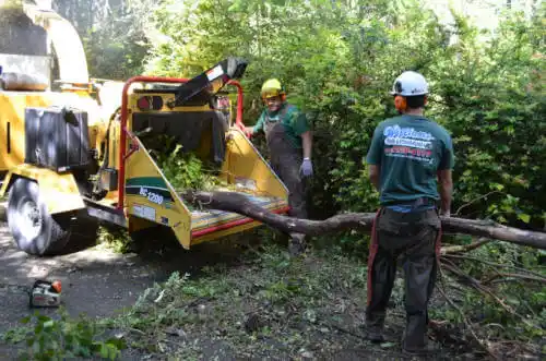 tree services Lower Grand Lagoon